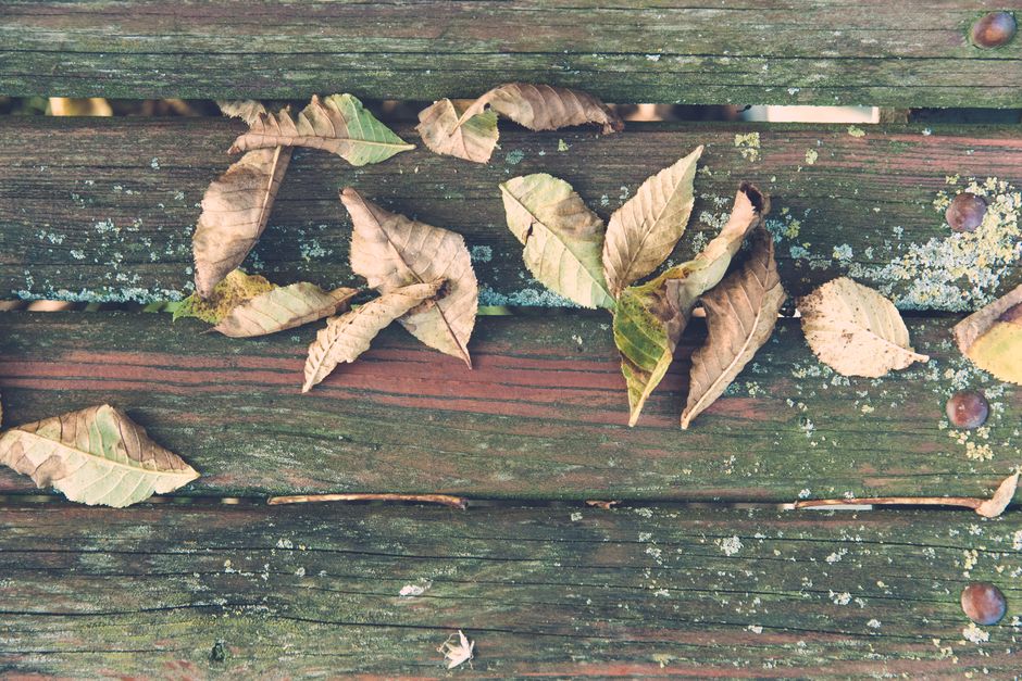 A stained wood deck scattered with autumn leaves on a clear fall day