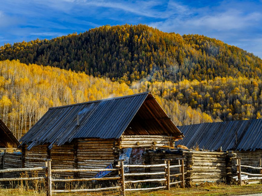 A stained log cabin surrounded by pine trees in the Idaho mountains